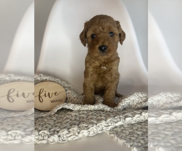Medium Photo #4 Goldendoodle (Miniature) Puppy For Sale in JENKS, OK, USA