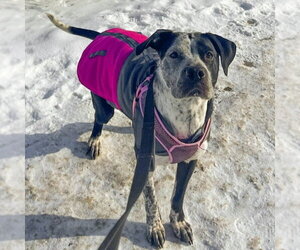 Cosma - Female Pointer-Unknown Mix Dog for Adoption - Photo #16