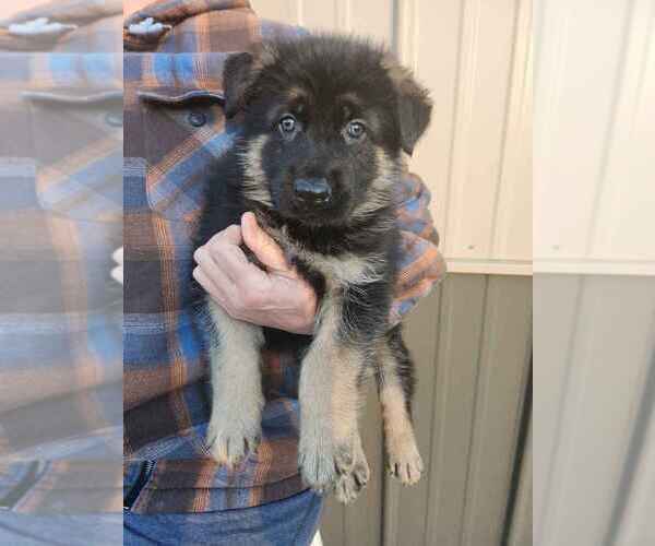 Medium Photo #1 German Shepherd Dog Puppy For Sale in CULPEPER, VA, USA
