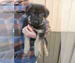 Puppy Puppy 3 German Shepherd Dog