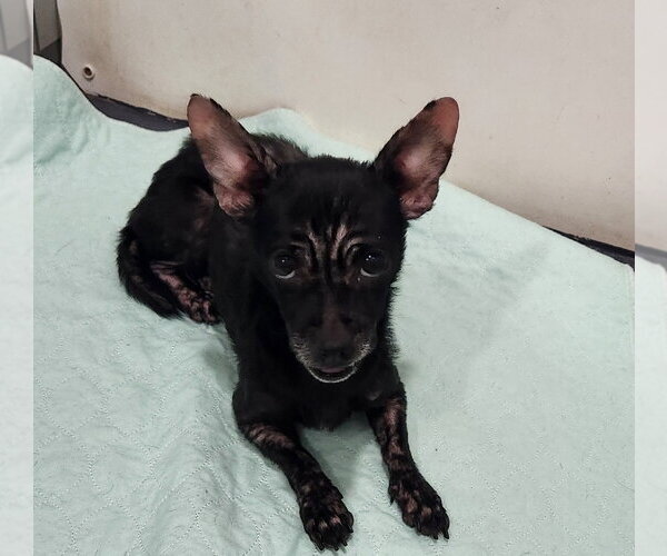 Medium Photo #3 Chihuahua Puppy For Sale in Walnutport, PA, USA
