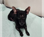 Small #2 Chihuahua
