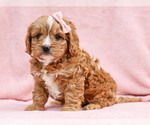 Small #1 Cavapoo (Miniature)