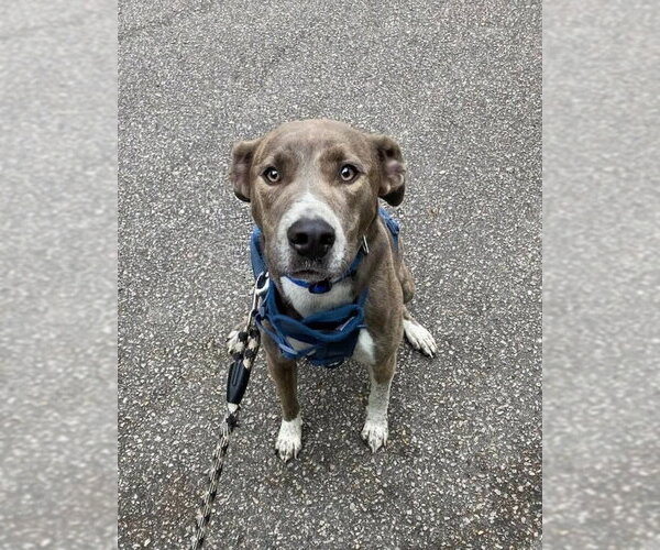 Medium Photo #16 Mountain Cur-Unknown Mix Puppy For Sale in Holly Springs, NC, USA