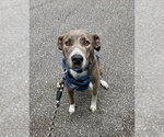 Small #15 Mountain Cur Mix
