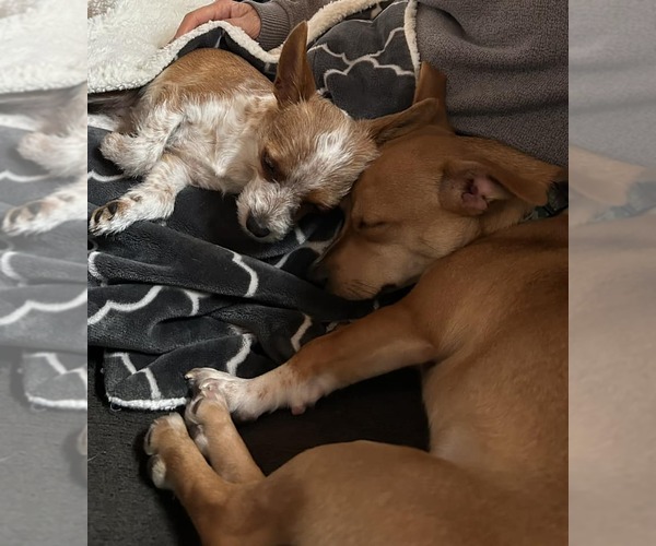 Medium Photo #4 Mutt Puppy For Sale in Shelburne, VT, USA