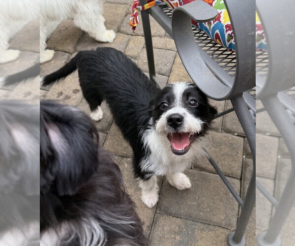 Medium Photo #2 Shih Tzu-Unknown Mix Puppy For Sale in Mooresville, NC, USA