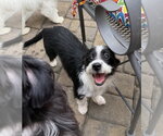 Small #1 Shih Tzu Mix