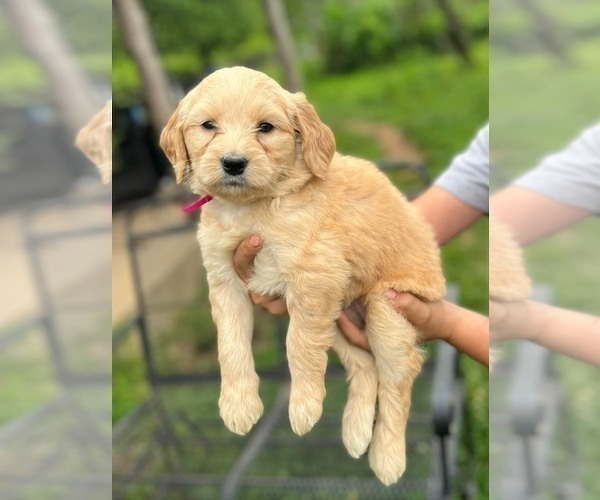 Medium Photo #4 Goldendoodle (Miniature) Puppy For Sale in PLEASANT HOPE, MO, USA