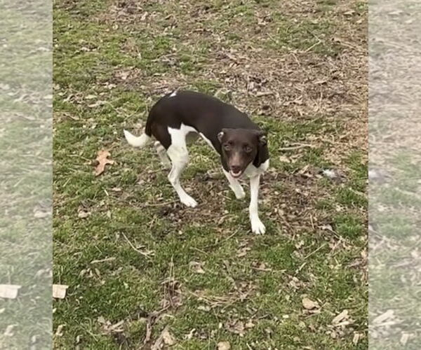 Medium Photo #4 Italian Greyhound Puppy For Sale in Harrison, AR, USA