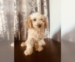 Small Poodle (Miniature)