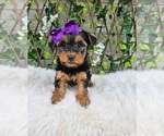 Layla - Female Yorkshire Terrier Puppy for Sale - Photo #6