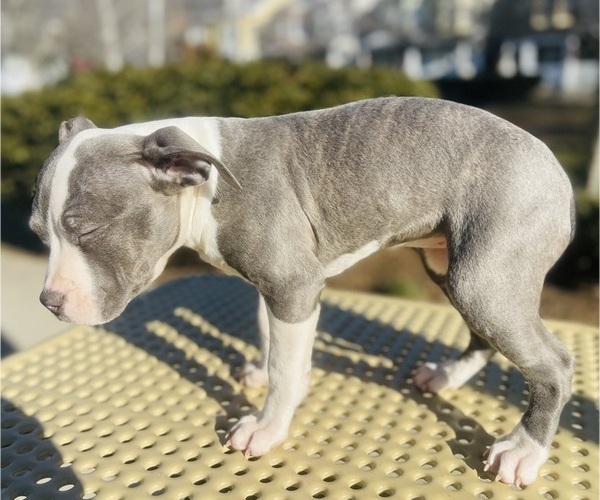 Medium Photo #30 American Pit Bull Terrier Puppy For Sale in TRENTON, NJ, USA