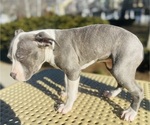Small Photo #30 American Pit Bull Terrier Puppy For Sale in TRENTON, NJ, USA