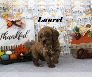 Cavapoo Puppy for sale in CHANUTE, KS, USA