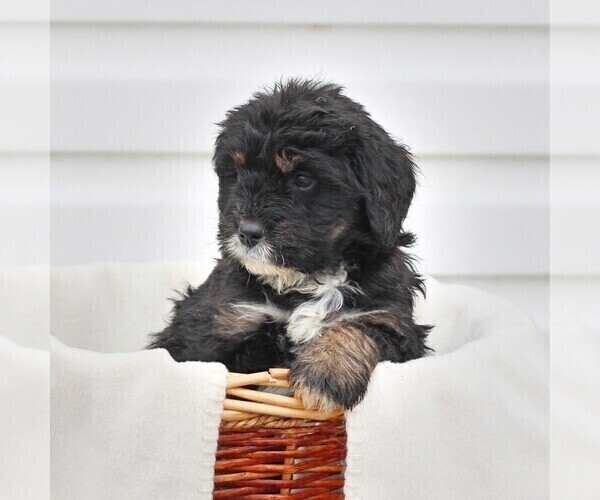 Medium Photo #1 Bernedoodle Puppy For Sale in CHAMBERSBURG, PA, USA