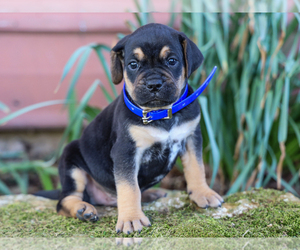 Jug-Treeing Walker Coonhound Mix Puppy for sale in LIBERTY, KY, USA