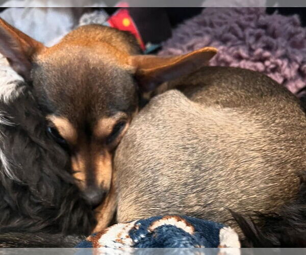 Medium Photo #3 Chihuahua-Unknown Mix Puppy For Sale in Salt Lake City, UT, USA