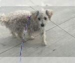 Small Maltese