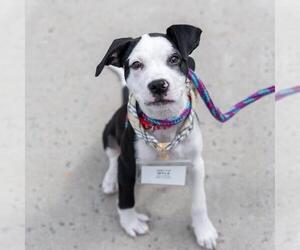 Wyle (Emmy Pup) - Male Boston Terrier-Boxer Mix Dog for Adoption - Photo #29