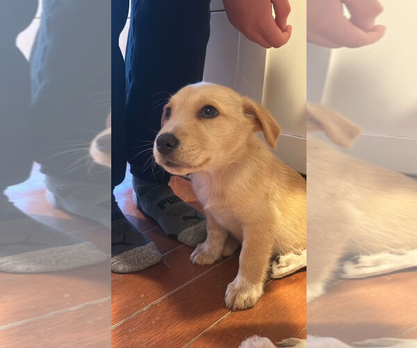 Medium Photo #1 Labrador Retriever-Unknown Mix Puppy For Sale in Wheaton, IL, USA