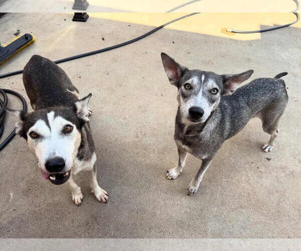 Medium Photo #8 Siberian Husky-Unknown Mix Puppy For Sale in Houston, TX, USA