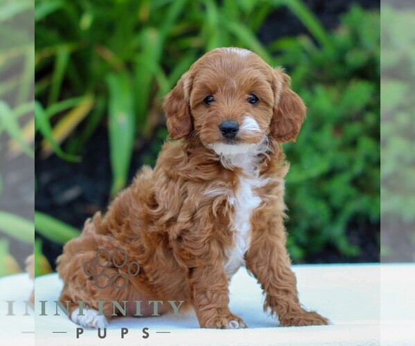 Medium Photo #3 Cavapoo Puppy For Sale in LITITZ, PA, USA