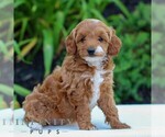 Small #2 Cavapoo