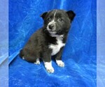 Small Photo #3 Pom-Shi Puppy For Sale in HARTVILLE, MO, USA