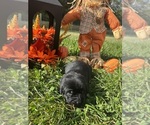 Small #8 Labrador Retriever