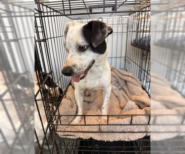 Medium Photo #1 Mutt Puppy For Sale in San Martin, CA, USA