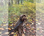 Small #4 Portuguese Water Dog
