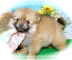 Small Photo #2 Pomeranian Puppy For Sale in HAMMOND, IN, USA