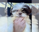 Small #11 Shih Tzu