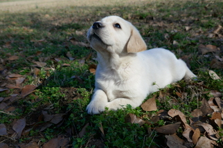 Labrador Retriever Puppy for sale in SCREVEN, GA, USA