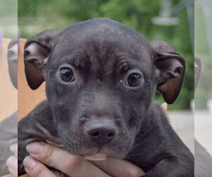 American Staffordshire Terrier-Unknown Mix Dogs for adoption in Huntley, IL, USA