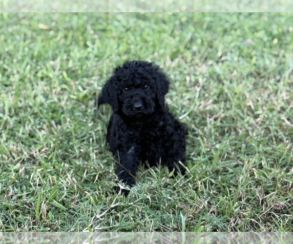 Medium Photo #6 Goldendoodle (Miniature) Puppy For Sale in SARASOTA, FL, USA