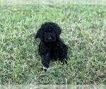 Small #5 Goldendoodle (Miniature)