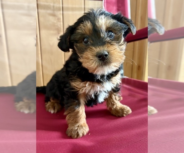 Medium Photo #7 YorkiePoo Puppy For Sale in FAIR HAVEN, MI, USA