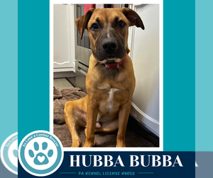 Mutt Dogs for adoption in Kimberton, PA, USA