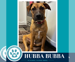 Hubba Bubba (Bubble Gum Gang) 102426 - Male Mutt Dog for Adoption - Small photo
