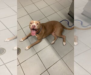 American Pit Bull Terrier Dogs for adoption in Corpus Christi, TX, USA