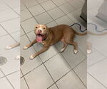 Small American Pit Bull Terrier