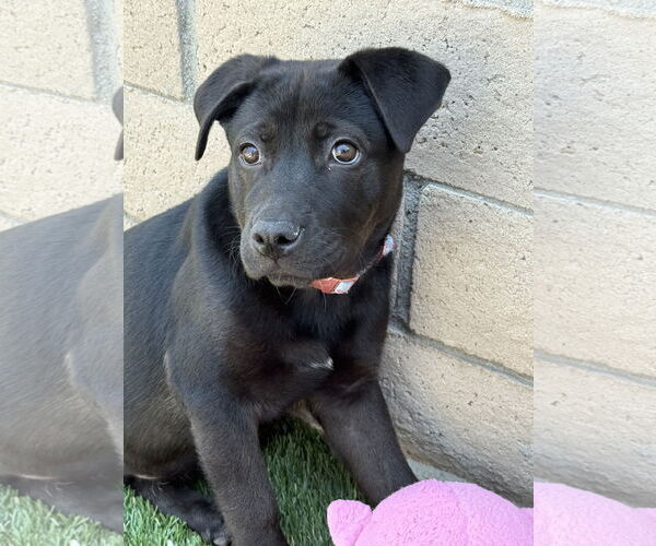 Medium Photo #3 Labrador Retriever-Unknown Mix Puppy For Sale in San Diego, CA, USA