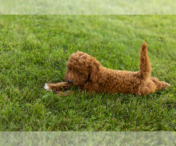 Medium Photo #2 Goldendoodle-Poodle (Miniature) Mix Puppy For Sale in BREMEN, IN, USA