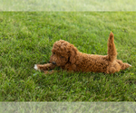 Small #1 Goldendoodle-Poodle (Miniature) Mix
