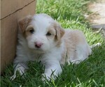 Puppy 6 Great Pyrenees-Labradoodle Mix