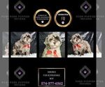 Puppy Smores F1B Poodle (Toy)-Schnoodle (Miniature) Mix
