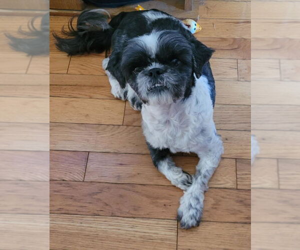 Medium Photo #3 Shih Tzu Puppy For Sale in Brights Grove, Ontario, Canada