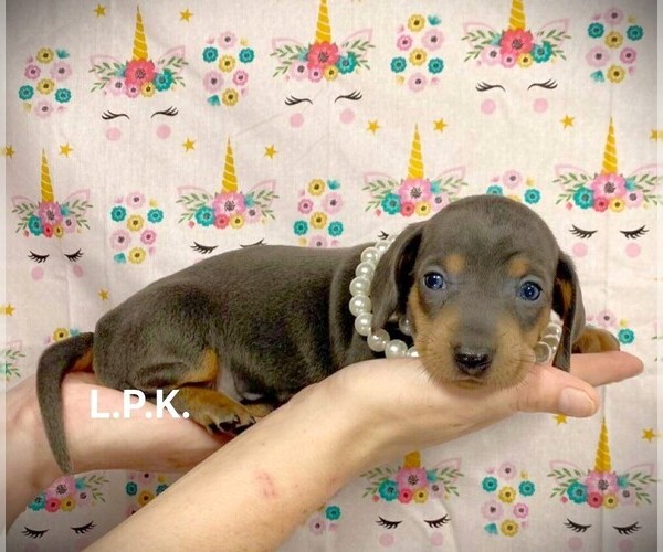 Medium Photo #1 Dachshund Puppy For Sale in WINNSBORO, LA, USA